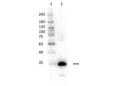 Western Blot: Carbonic Anhydrase I/CA1 Antibody [HRP] [NB600-942] - Western Blot of Goat Carbonic Anhydrase I/CA1/CA1 antibody [HRP]. Lane 1: Opal Prestained Molecular Weight.Lane 2: Carbonic Anhydrase I/CA1 [10ug]. Primary antibody: Anti-Carbonic Anhydrase I/CA1 HRP Antibody at 1:1000 for 1 hr at RT.Secondary antibody: Streptavidin-HRP antibody at 1:40,000 for 30mins at RT.Blocking bufferPredicted/Observed size: ~29kDa.